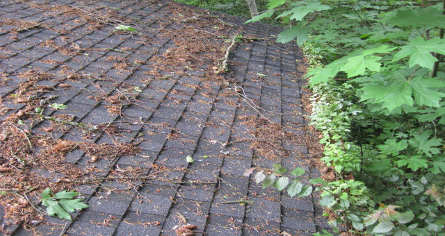 roof cleaning Portland